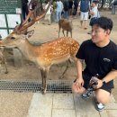 힐링나라 | [나라] 오사카/교토 근교 반나절 힐링 여행! 나라 사슴 공원 방문 후기 🦌 (나라역 짐보관 코인라커)