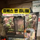쥬니멀 | 인천 서창 아기랑 실내동물원 추천｜쥬벅스 앤 쥬니멀 방문 후기