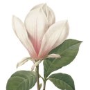 보테니컬 이미지