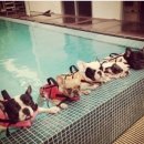 물만난 강아지 이미지