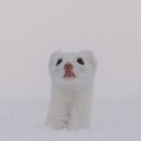 눈밭의 귀여운 족제비 🤍 이미지