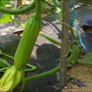 장해농장 이미지