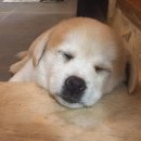 멍스타그램 이미지