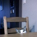엄마밥도 이미지