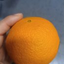 퓨어스펙 고당도 오렌지 🍊 달콤한 과즙 가득한 믿고 먹는 오렌지 추천