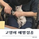 베스트 동물병원 | 고양이 예방접종 주기 비용 총정리 구미 베스트 동물병원 다녀왔어요