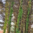 양재근린공원 이미지