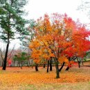 가을 단풍여행(울산 정모) 이미지