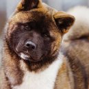 레미 동물병원 이미지