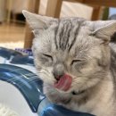 히히냥냥 이미지