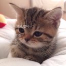 개귀여워 이미지