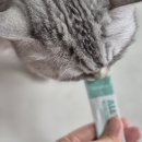 프리미유 | [미유박스] 올핏 전 연령 영양 고양이 간식 급여 후기✨️