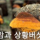 버섯과면역