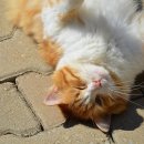 전북동물의료센터 이미지