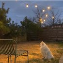 마이펫 부티크 이미지