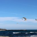 동해바다물곰탕 이미지