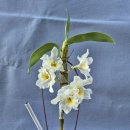 완료/Dendrobium Delivered딜리버드 이미지