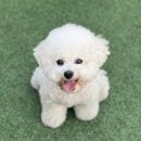 큐독 | [청주바베큐] 애견과 바베큐를 즐길 수 있는 루프독바케큐 방문 후기