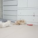 노라보까 이미지