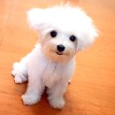 몽몽이# 이미지