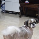 진참치랑연어 이미지