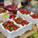 솔비 농장 | 청주 딸기농장 후기🍓🍓!+ 추천