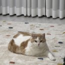 한국고양이혈액센터 | [한국고양이혈액센터]5kg 이상 선택받은 고양이만 할 수 있는 헌혈!! (무료 건강검진&amp;펫 보험 혜택)