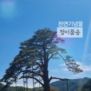 정이품송공원 화장실 이미지