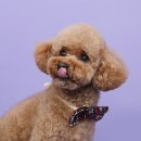 293사진관 이미지