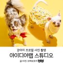 강아지프로필 사진관 아이디어랩스튜디오 견생9컷 촬영 후기