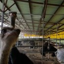 한길타조농장 이미지