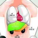 오장육부 이미지