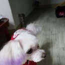 애견나라 백화점 이미지