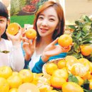 돌빌레 이미지