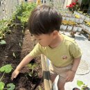 ♥️🍅생태활동 - 토마토 모종 심기🍅♥️ 이미지