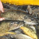 쏘가리네 이미지