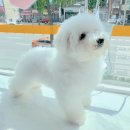 아망도그플레이스 이미지