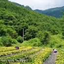 청옥산분말 이미지