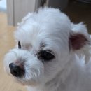 프롬유어독 이미지