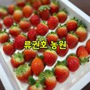 참바른농원 | 설향딸기 추천 류권호농원 당도 높은 논산딸기