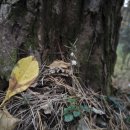 늦게 피는 꽃 이미지