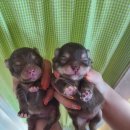 러블릿캔넬 이미지