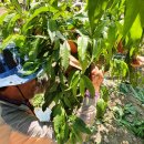 원소농장 이미지