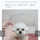 티니네 인식표