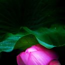 연꽃세상 이미지