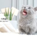선미 당구장 | 화성브리티쉬숏헤어 각컬러별로보자