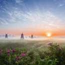 해당화피는아침 이미지