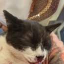 백암동물병원 이미지