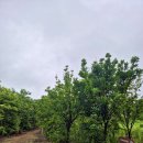 제주 &#34;야크마을&#34; 리빙스위트 내돈내산 자세한 후기!