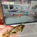 도그랑땡 이미지